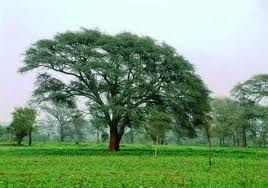 Pygeum Tree - used to make extract for prostate problems